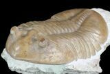 Asaphus Lepidurus Trilobite - Hypostome Exposted #73501-3